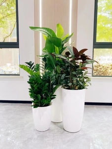 想租花木？宁波前湾专业团队等你来