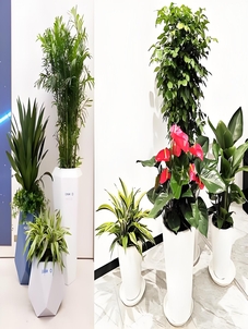 宁波江北绿植租摆设计